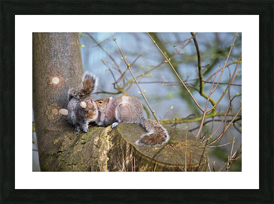 Squirrels In Love Picture Frame print