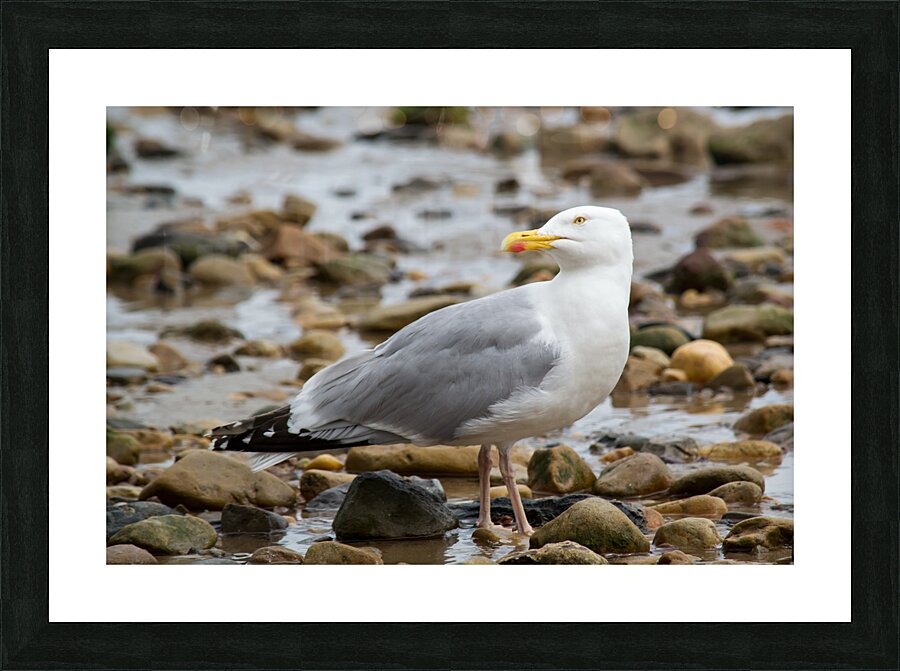 Seagull Pose Picture Frame print