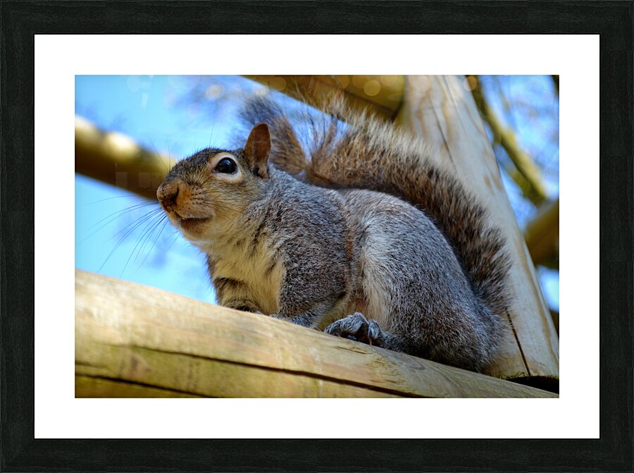 Peanut Hunter Picture Frame print