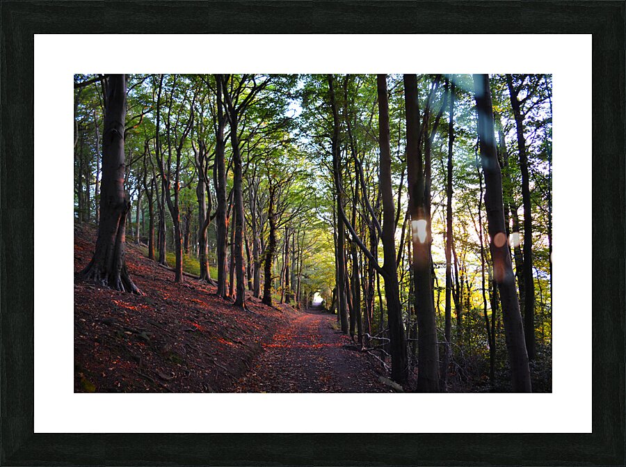 Belper Woods Picture Frame print