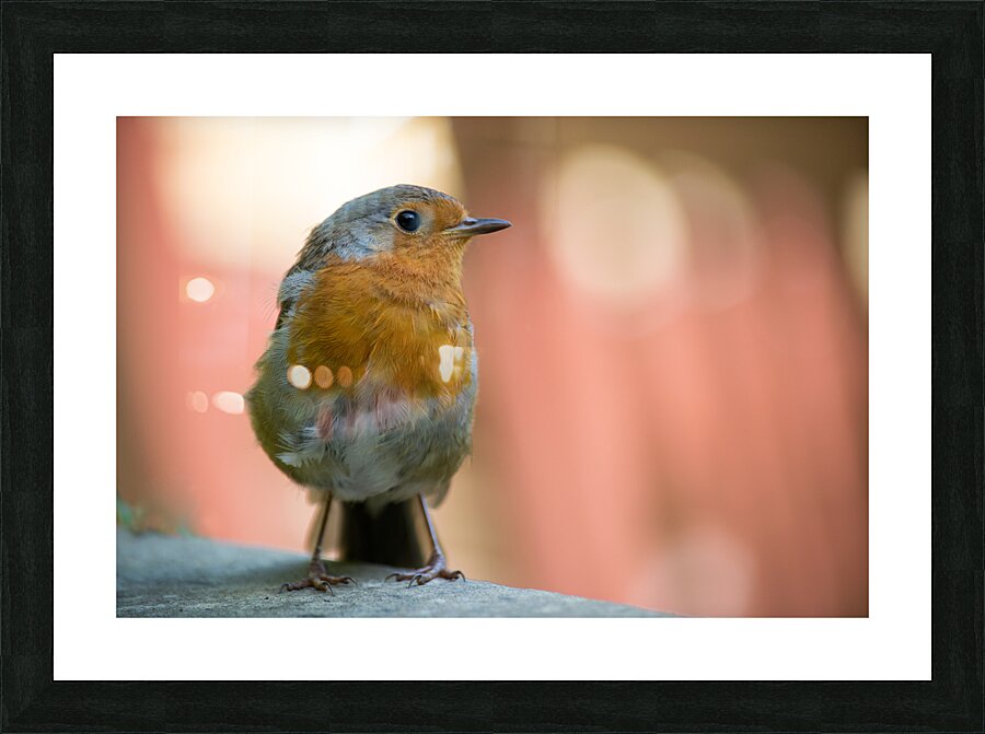 Robin Picture Frame print