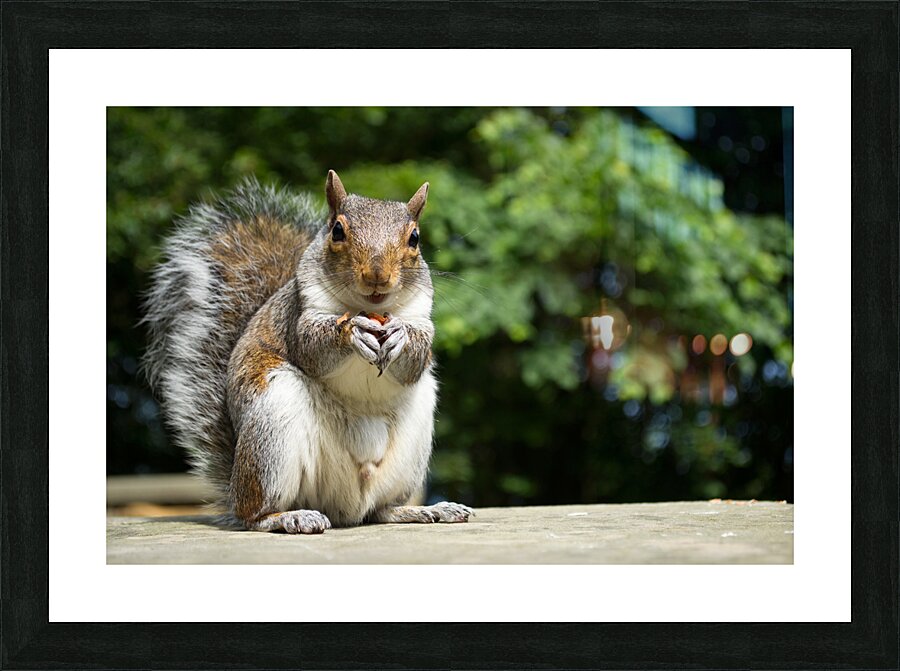 Hungry Squirrel Picture Frame print