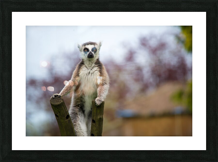 Curious Lemur Picture Frame print
