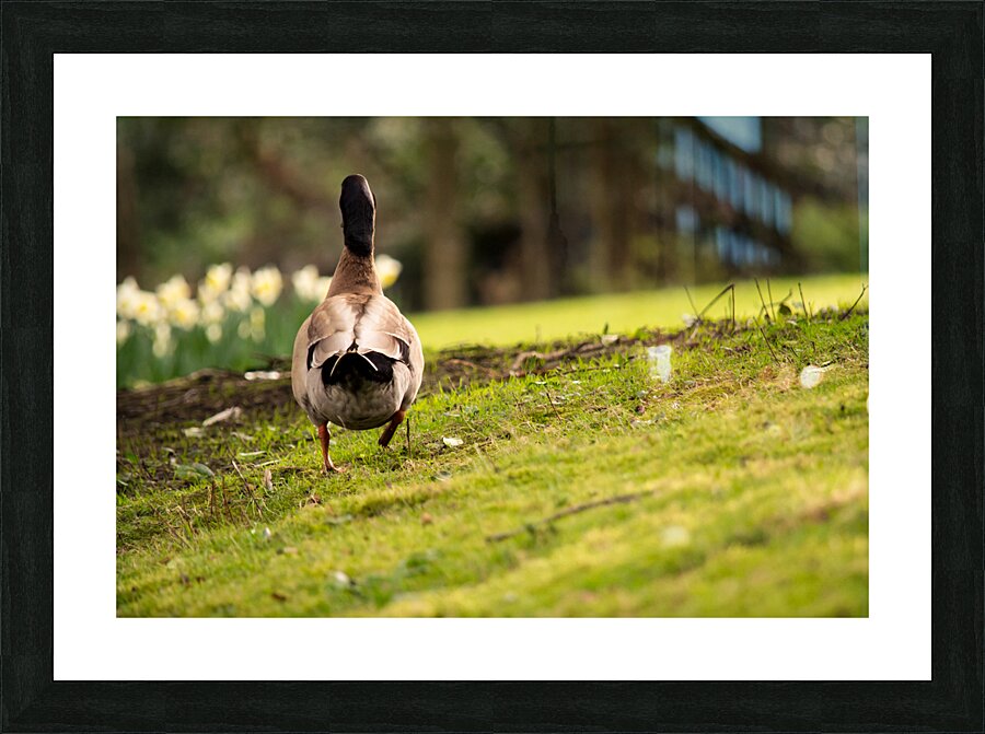 Wandering Picture Frame print
