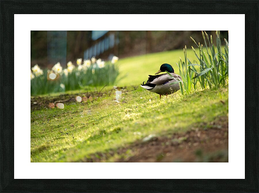 Grooming Duck Picture Frame print