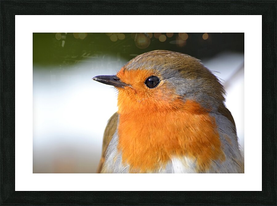 Robin Close Up Picture Frame print