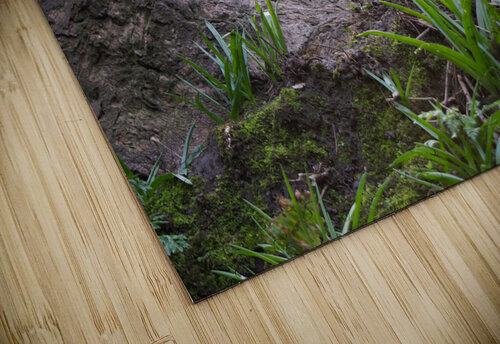 Plants In The Sunlight Katie Pywell puzzle