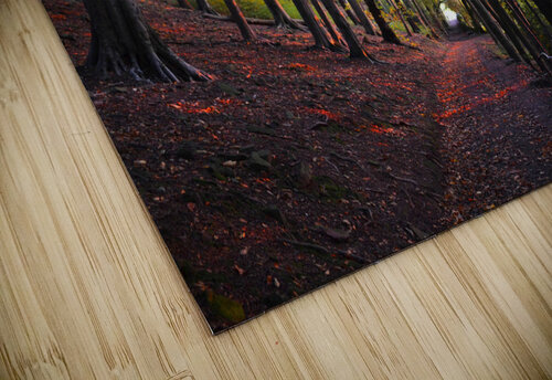 Belper Woods Katie Pywell puzzle
