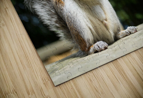 Hungry Squirrel Katie Pywell puzzle