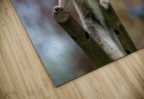 Curious Lemur Katie Pywell puzzle