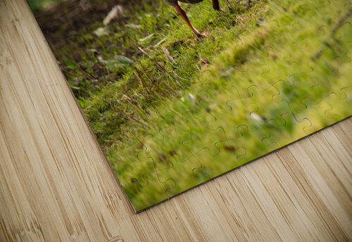 Wandering Katie Pywell puzzle