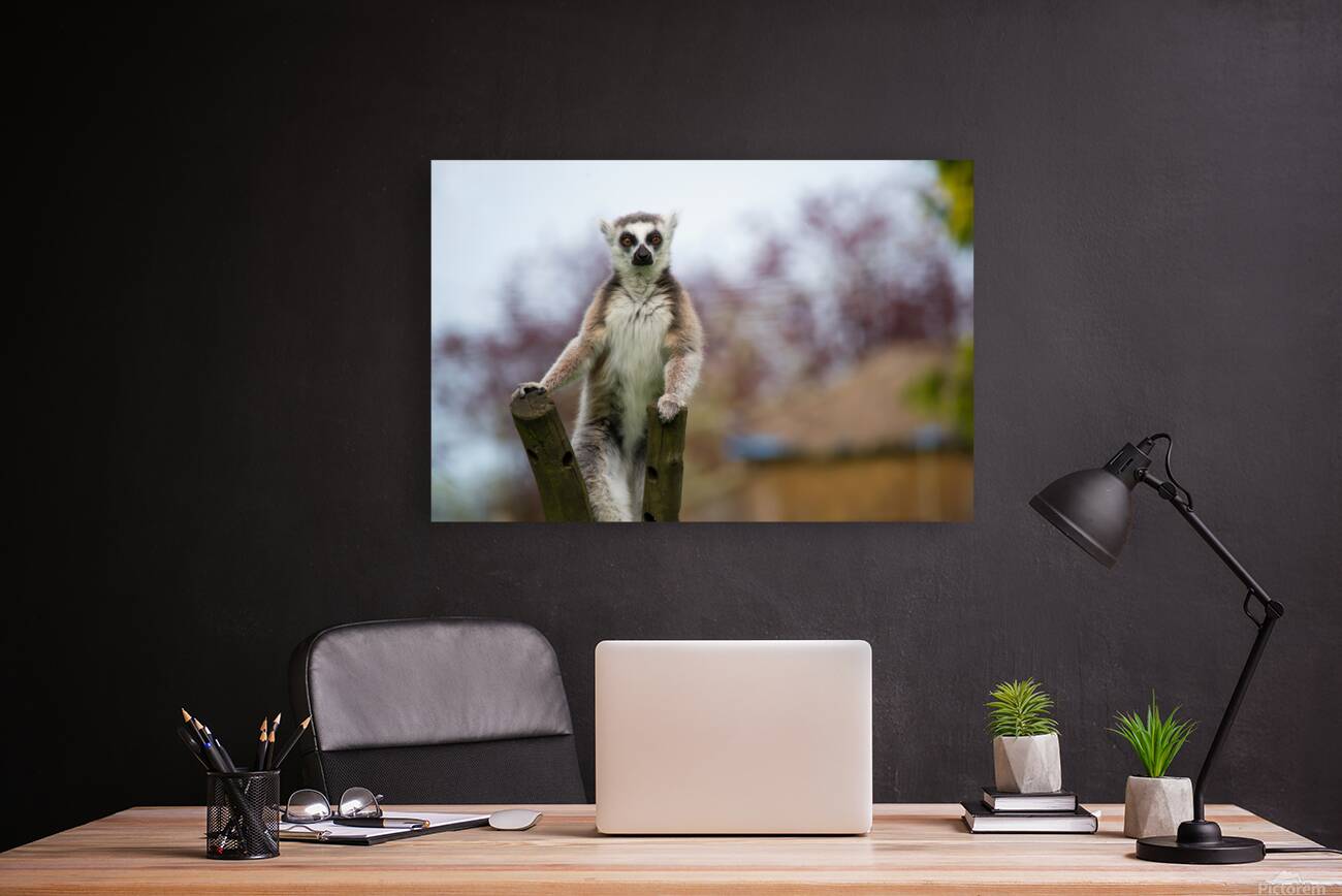 Curious Lemur Reproduction