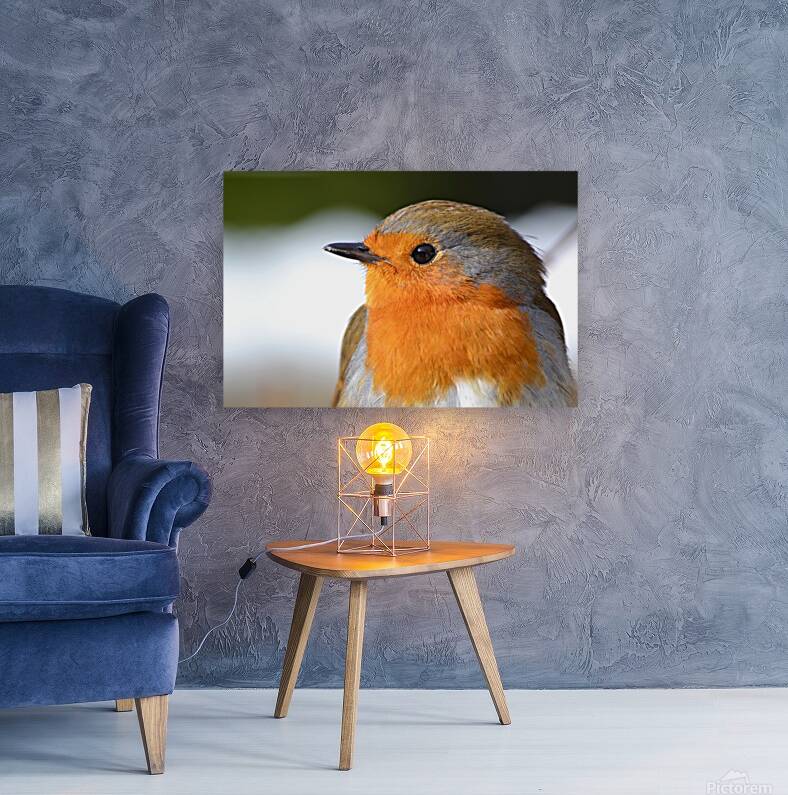 Robin Close Up Reproduction
