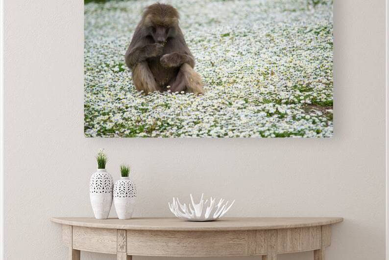 Baboon In The Flowers by Katie Pywell