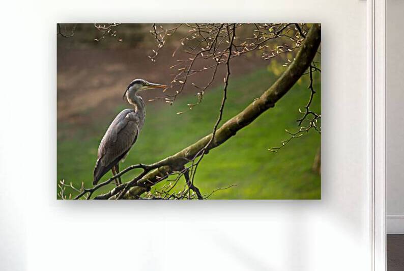 Heron In The Early Morning by Katie Pywell