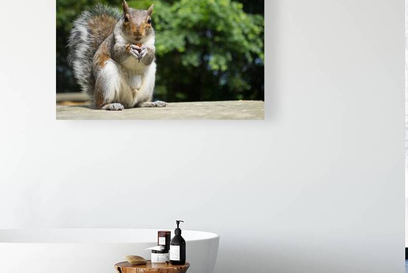 Hungry Squirrel by Katie Pywell