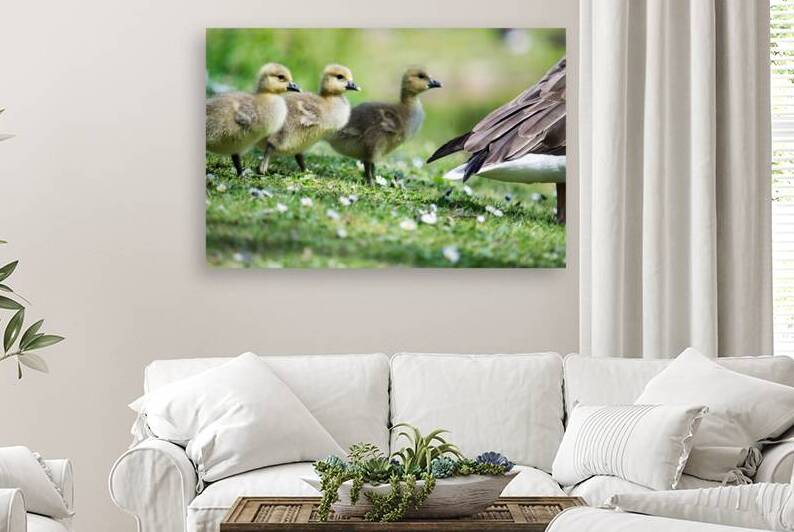 Goslings Following Mum by Katie Pywell