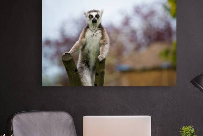 Curious Lemur by Katie Pywell