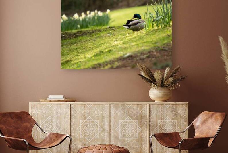 Grooming Duck by Katie Pywell