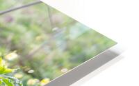 Plants In The Sunlight HD Metal print