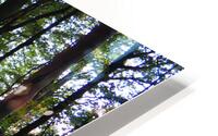 Belper Woods HD Metal print