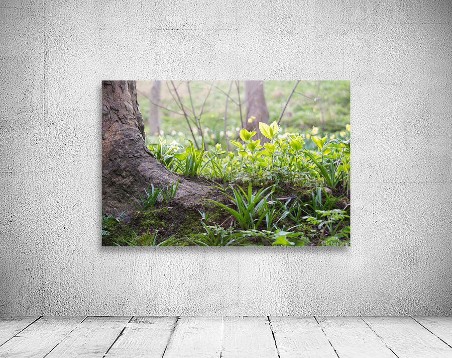 Plants In The Sunlight Wall Preview