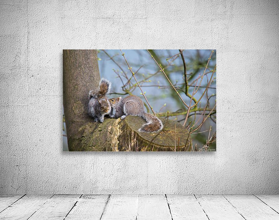 Squirrels In Love Wall Preview