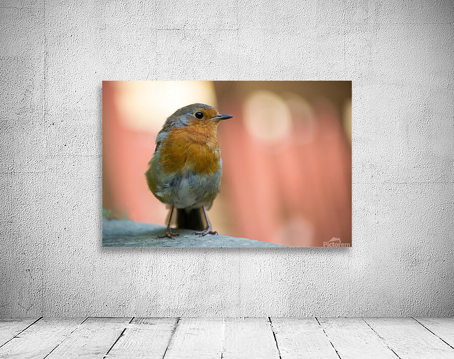 Robin Wall Preview