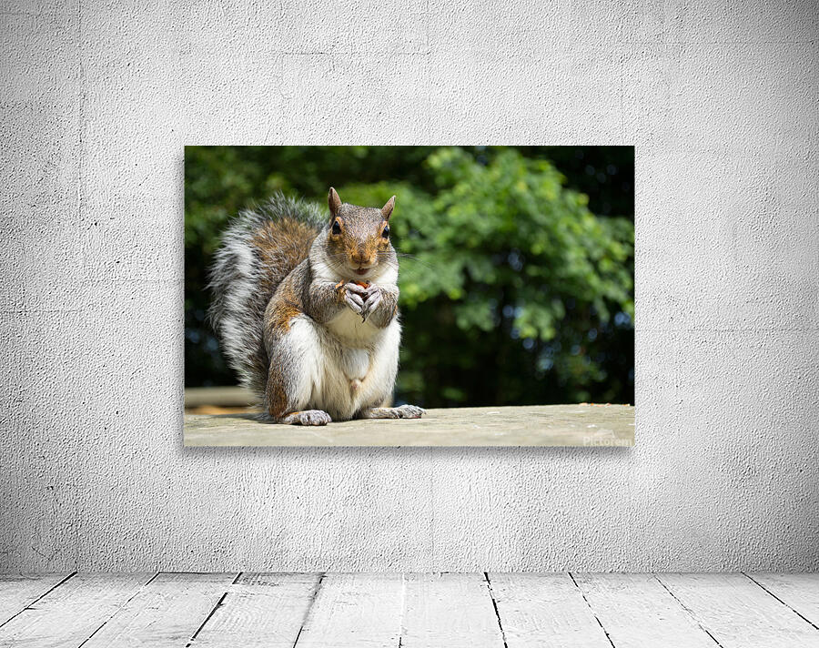 Hungry Squirrel Wall Preview