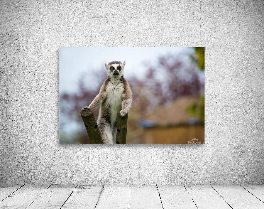 Curious Lemur Wall Preview