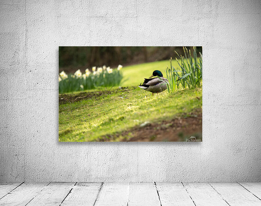 Grooming Duck Wall Preview