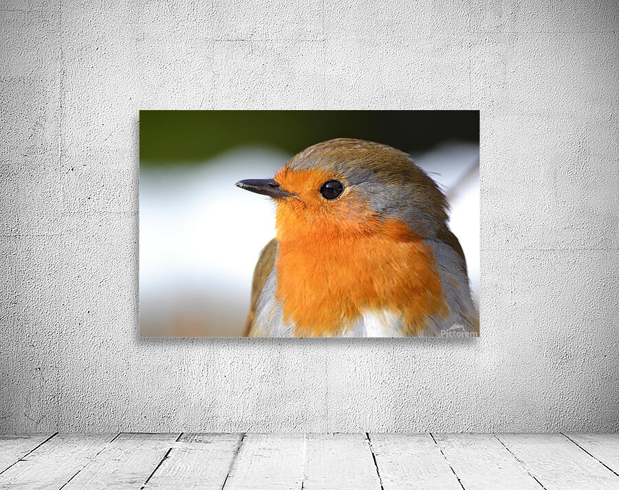 Robin Close Up Wall Preview