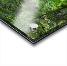 forest boardwalk Acrylic print