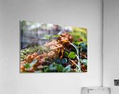 shrooms Acrylic Print