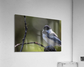 bird Acrylic Print