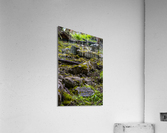 mossy Acrylic Print