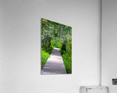 forest boardwalk Acrylic Print