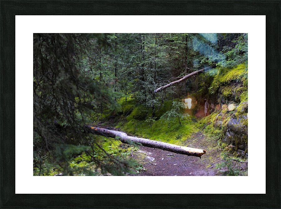 mossy trail Picture Frame print