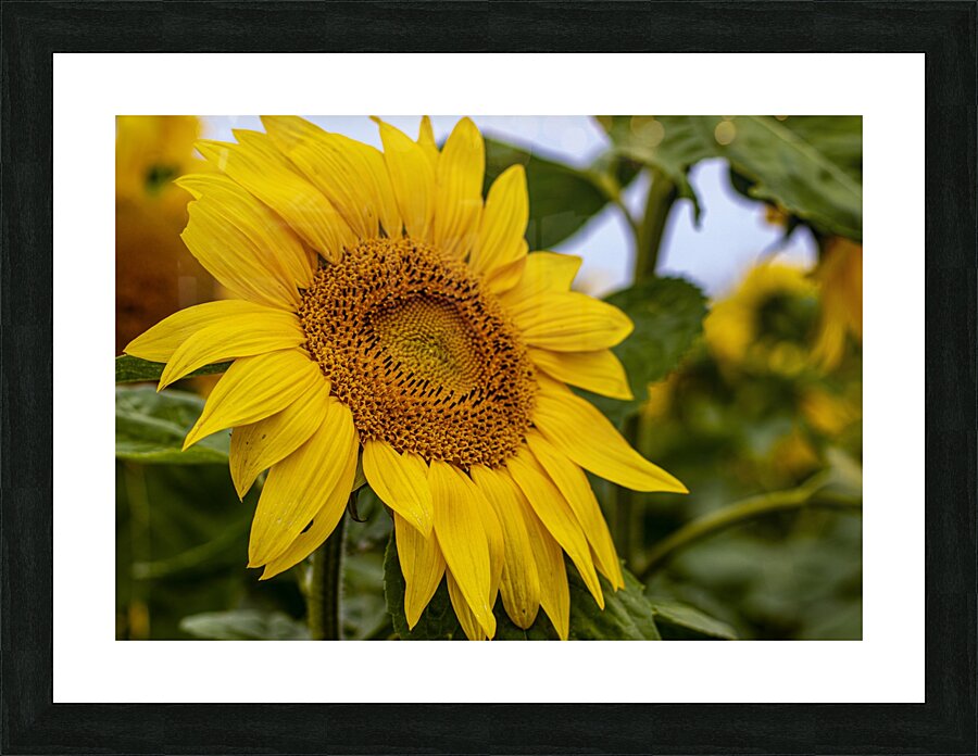 here comes the sun Picture Frame print