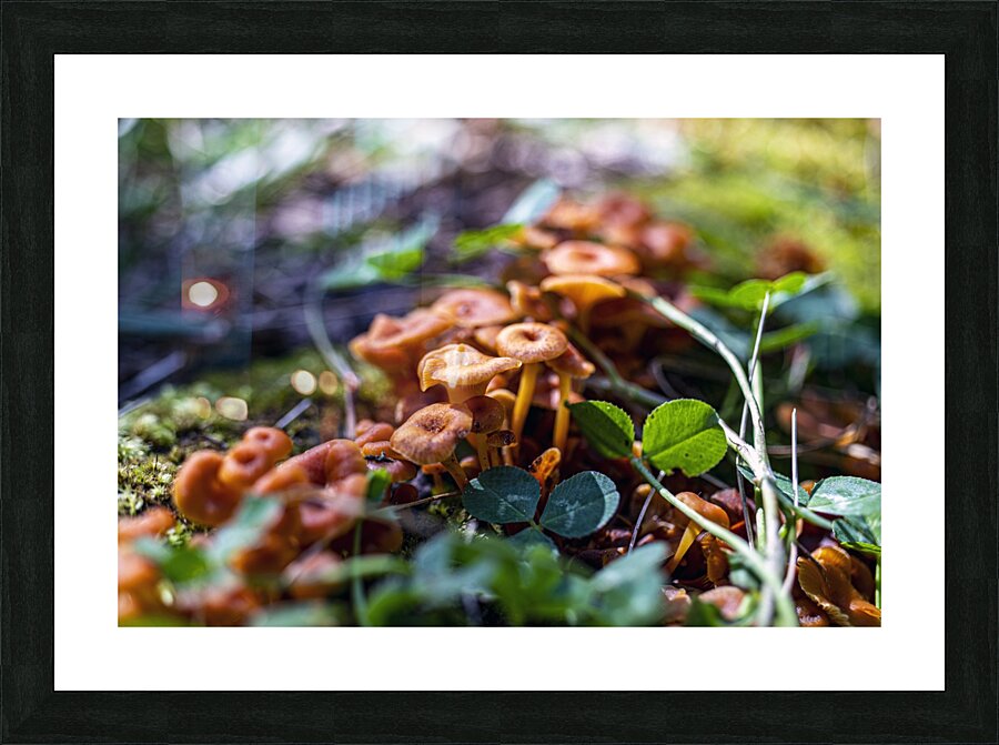 shrooms Picture Frame print