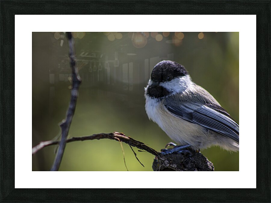 bird Picture Frame print
