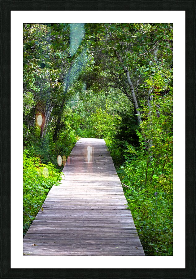 forest boardwalk Picture Frame print