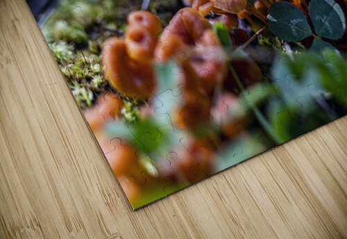 shrooms Vincent Prince puzzle