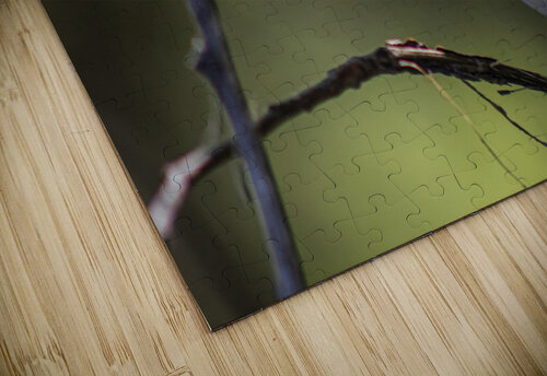 bird Vincent Prince puzzle