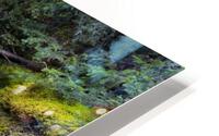 mossy trail HD Metal print