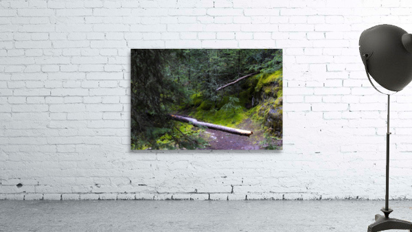 mossy trail Wall Preview