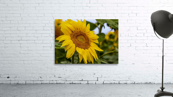here comes the sun Wall Preview