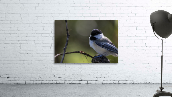 bird Wall Preview