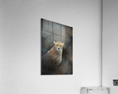Guepard - Cheetah Acrylic Print