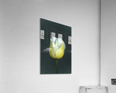 TULIPE - TULIP Acrylic Print